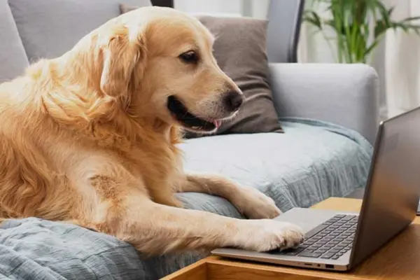 Earn Money from Pet Sitting